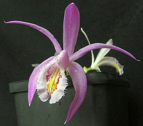Pleione praecox - orchid - 100 seeds