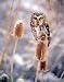 Saw Whet Owl 16 x 20 Animals Art Print Posters