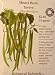 Bush Beans Stringless Tavera Certified Organic Seeds 18 Grams