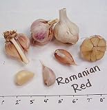 3+ ounces Romanian Red Garlic Bulbs -HOT- SALE*