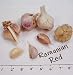 3+ ounces Romanian Red Garlic Bulbs -HOT- SALE*