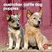 Australian Cattle Dogs 2012 Small Wall Calendar