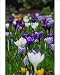 Photographic Prints of Crocus in the grass 2 from ClownFish Photo