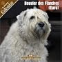 Bouvier des Flanders (Euro) 2008 Wall calendar