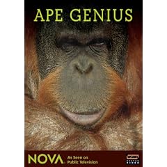 Ape Genius by 