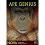 Ape Genius