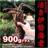 特大活き伊勢海老900g×1尾