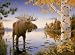 White Mountain Puzzles Majestic Moose