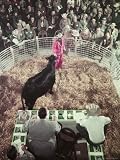 Potential Buyers Eyeing Cattle at Auction Photographic Poster Print by John Dominis, 24x32