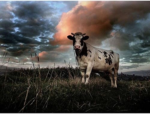 A Cow Under the Clouds - Wildlife Animal Art Print Poster Wall Decor Home Decor(40x30inches)