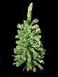 3' Pre-Lit Artificial Table Top Christmas Tree - Multi Lights