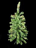 3′ Pre-Lit Artificial Table Top Christmas Tree – Multi Lights