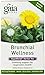 Gaia Herbs Bronchial Wellness Tea Bags, 20 Count (Pack of 2)