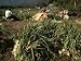 Bunching Onions, Lago Atitlan, Guatemala, Central America Photographic Poster Print by Colin Brynn, 9x12