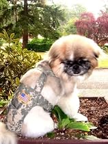 Joybies Camouflage Piddle Pants(tm) for XX Small Male Dog (Measuring 9"-11" from Collar to Base of Tail)