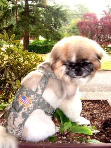 Joybies Camouflage Piddle Pants(tm) for XX Small Male Dog (Measuring 9-11 from Collar to Base of Tail)