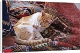 Canvas Prints of LA-5228 Ginger a white Cat - lying amongst pile of rugs from Ardea Wildlife Pets