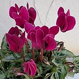 ガーデンシクラメン：ザネット　バイオレット3号ポット 6株セット[ミニシクラメン]