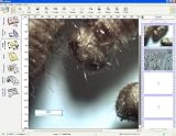 Electronics : GX Microscopes Archimed software, Professional Image Capture & Camera Control for multiple camera models