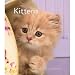 Kittens 2009 Hardcover Weekly Engagement Calendar