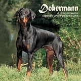 Doberman 2009 Wall Calendar