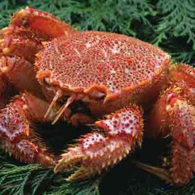 【かなはし水産】【堅】活毛ガニ600g  (北海道釧路産)