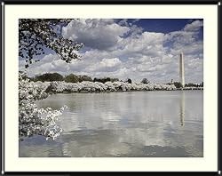 Cherry Blossoms, Washington Monument, Old Post Office Tower Photograph - Beautiful approx. 22"x26" Framed & Matted Photographic Print by Carol M. Highsmith