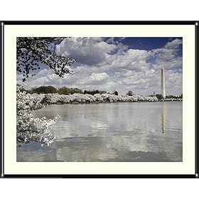 Cherry Blossoms, Washington Monument, Old Post Office Tower Photograph - Beautiful approx. 22"x26" Framed & Matted - 7/8" Rounded, Shiny, Black Metal Frame - Photographic Print by Carol M. Highsmith