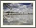 Cherry Blossoms, Washington Monument, Old Post Office Tower Photograph - Beautiful approx. 22"x26" Framed & Matted Photographic Print by Carol M. Highsmith