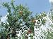 Fresh Pomegranates Growing on Trees Photographic Poster Print, 24x18