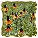 1 Oz Clasping Coneflower (Rudbeckia amplexicaulis) Bulk Wildflower Seeds