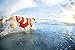 Dog Life Jacket Ripstop Life Jacket for Dogs by Outward Hound, Small, Fun Fish