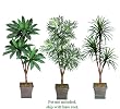 Three 6' Triple Head Artificial Trees: Bird Nest + Phoenix +Yucca