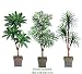 Three 6' Triple Head Artificial Trees: Bird Nest + Phoenix +Yucca