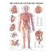 The Vascular System and Viscera