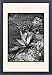 Framed Prints of Agave Panyi or Parryi (Parrys Agave) from Mary Evans