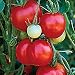 Sehr fr�he, k�ltetolerante, s��e Cherry-Tomate aus Tschechien - Stupice - 10 Samen