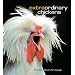 Extraordinary Chickens