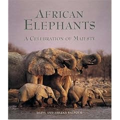 African Elephants: A Celebration of Majesty