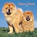 Chow Chows 2008 Square Wall Calendar by BrownTrout Publishers