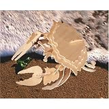 Shore Crab 3D Woodcraft Construction Kit
