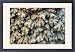 Framed Prints of PM-10245 Root Ginger aromatic roots from cultivated plants from Ardea Wildlife Pets