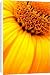 Canvas Prints of Yellow Coneflower from ClownFish Photo