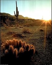 Southwest Desert Cactus Field Nevada Art Poster Print - 16" X 20"