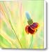 Colorado Mexican Hat Coneflower Canvas Print / Canvas Art - Artist Bronze Riser