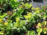 Eigenschaften Dachstauden  / Sedum hybridum 