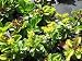Sedum hybridum 