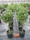 PAIR OF STANDARD BAY TREES 110CM