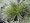 Fiber Optic Grass 4 Plants