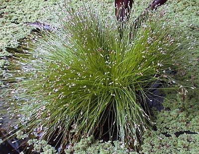 Fiber Optic Grass 4 Plants